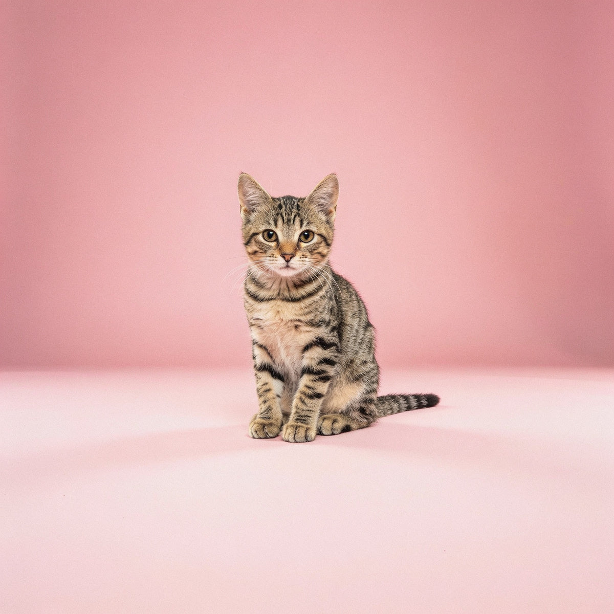 Cats collection